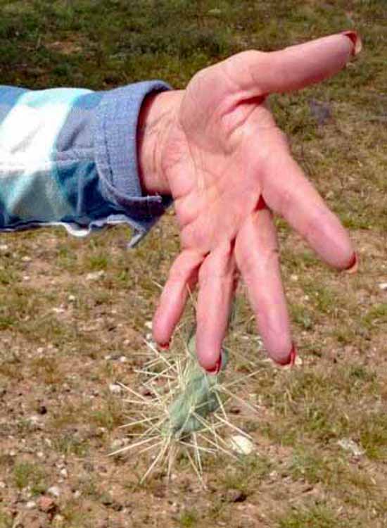 cholla in hand
